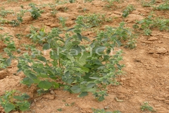 Leucas martinicensis